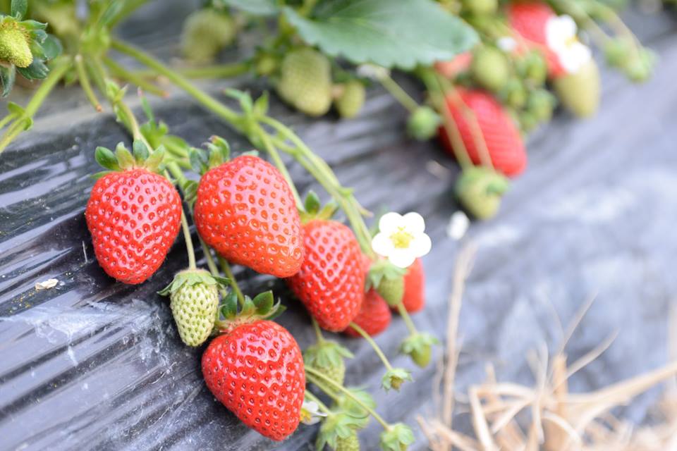 紀の国いちご狩りのイベント
